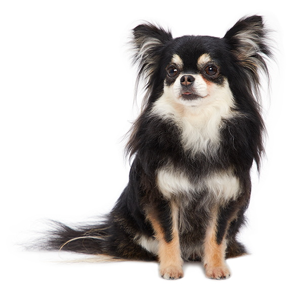 鑑定 レルム 強打 チワワ シャンプー 料金 Lamanifpourtousalondres Com