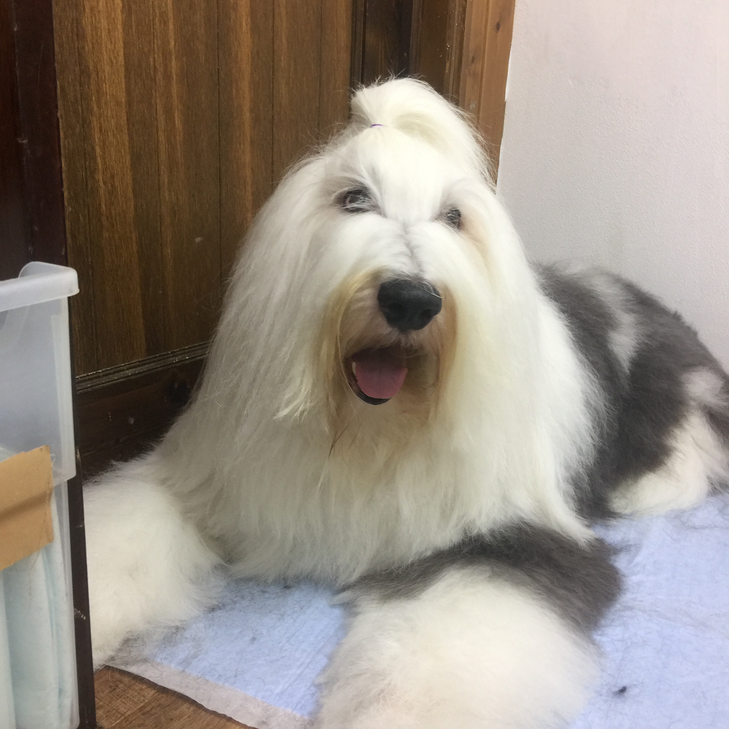 地震 ﾟdﾟ 横浜トリミングサロンhotdogs