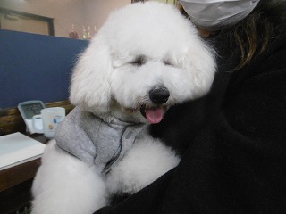 横浜トリミングサロンhotdogs ぼくここから動きたくないんだ W